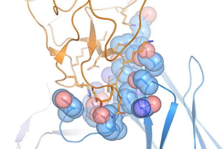 Two-pronged antibodies draw immune killers directly to cancer cells