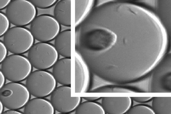 Scripps Research chemists design ‘miniecosystems’ to test drug function