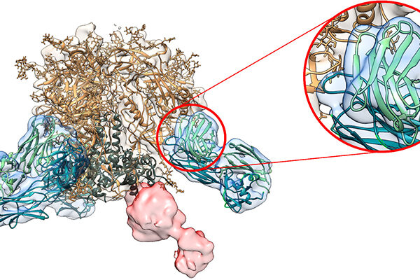 New antibody analysis accelerates rational vaccine design