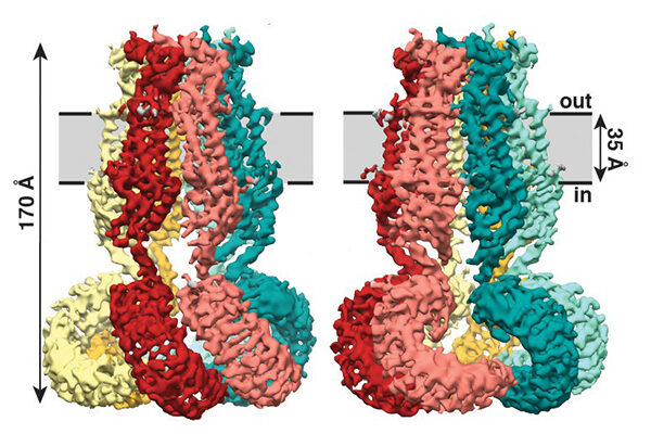 How a ‘jellyfish’-shaped structure relieves pressure in your cells