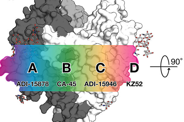 Rare antibodies show scientists how to neutralize the many types of Ebola