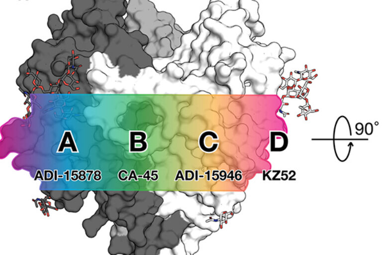 Rare antibodies show scientists how to neutralize the many types of Ebola