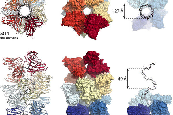Scientists capture images of antibodies working together against malaria