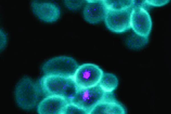 Synthetic microorganisms allow scientists to study ancient evolutionary mysteries in the laboratory