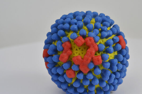 Tethered antibodies present a potential new approach to prevent influenza virus infections all season long