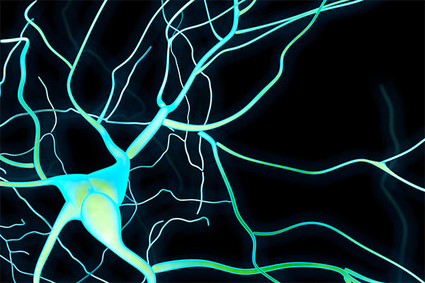 Scripps Research scientists decode mechanism of remembering—and forgetting