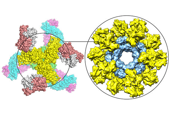 Scripps Research scientists unveil promising new HIV vaccine strategy