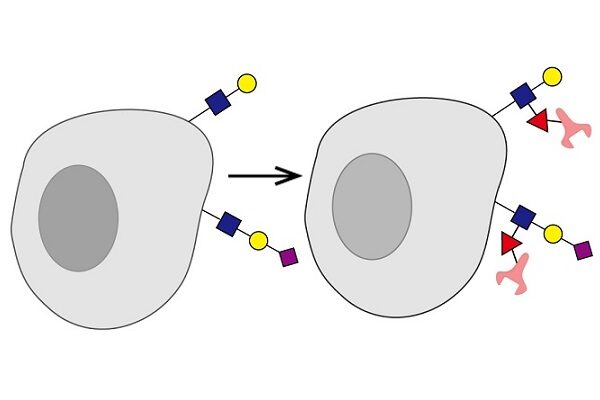 Scientists design antibody-studded cells to destroy cancer