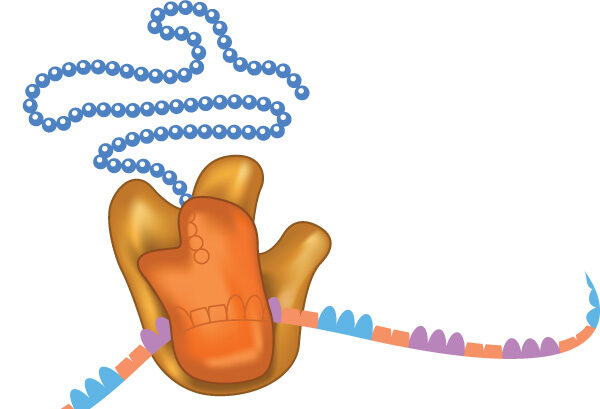 New technique allows study of large molecule assembly in real time