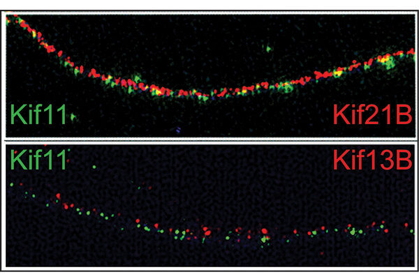 Brain cell communications fine-tuned through multiple couriers, study finds
