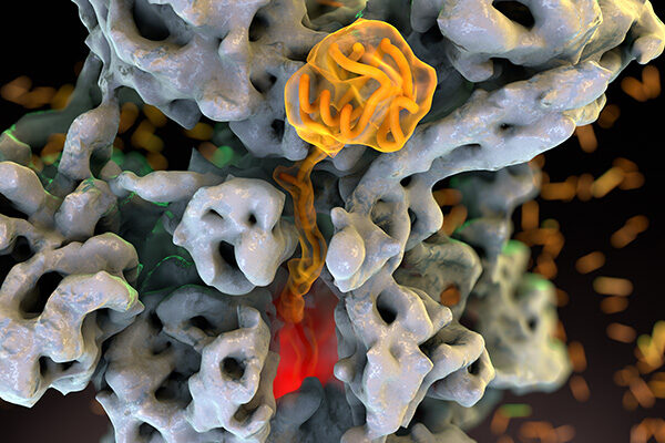 Biologists show inner workings of cellular ‘undertaker’