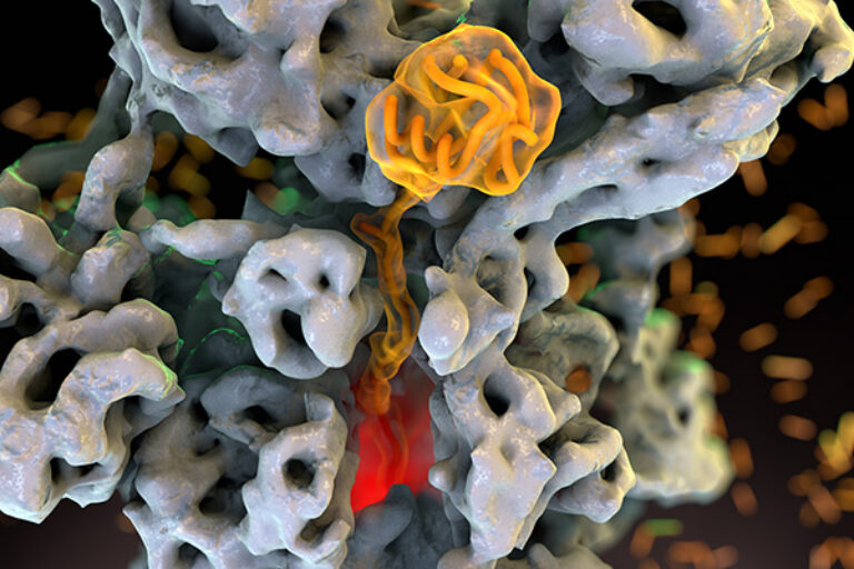 Biologists show inner workings of cellular ‘undertaker’
