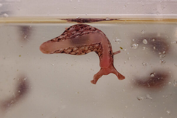 Sea slug study illuminates how mitochondria move within cells