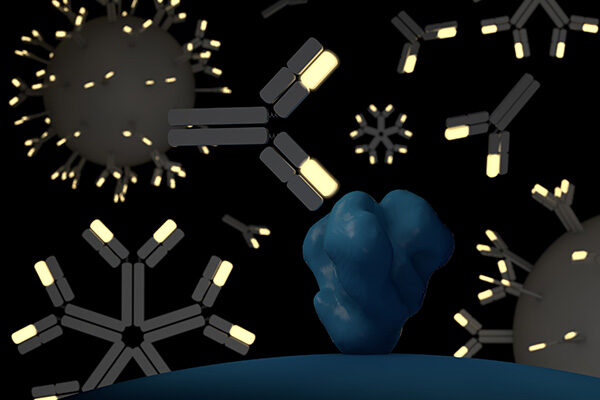 Engineered immune cells produce antibodies to fight HIV
