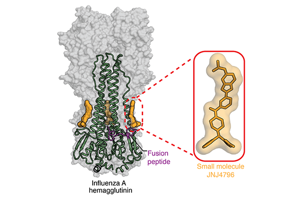 Scientists discover a potential strategy to treat influenza A