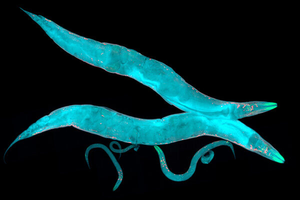 Discovery of life-extension pathway in worms demonstrates new way to study aging