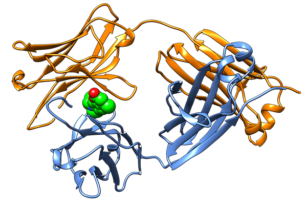 Molecules that prevent protein misfolding point to new type of therapy for AL amyloidosis