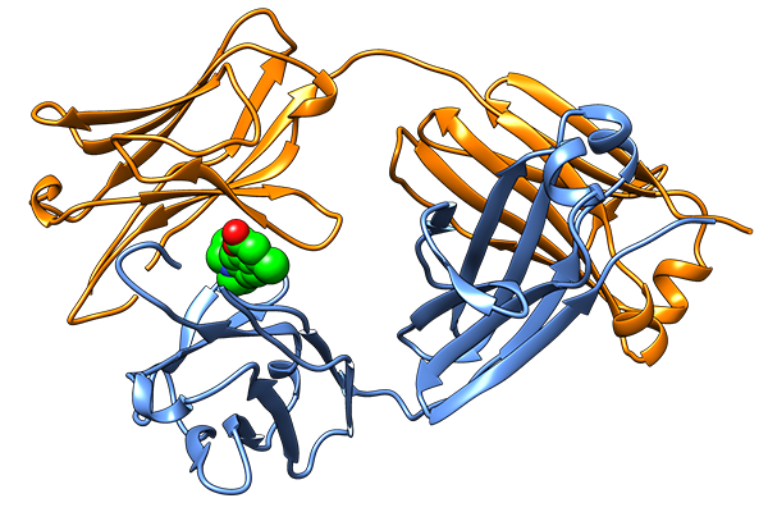 Molecules that prevent protein misfolding point to new type of therapy for AL amyloidosis