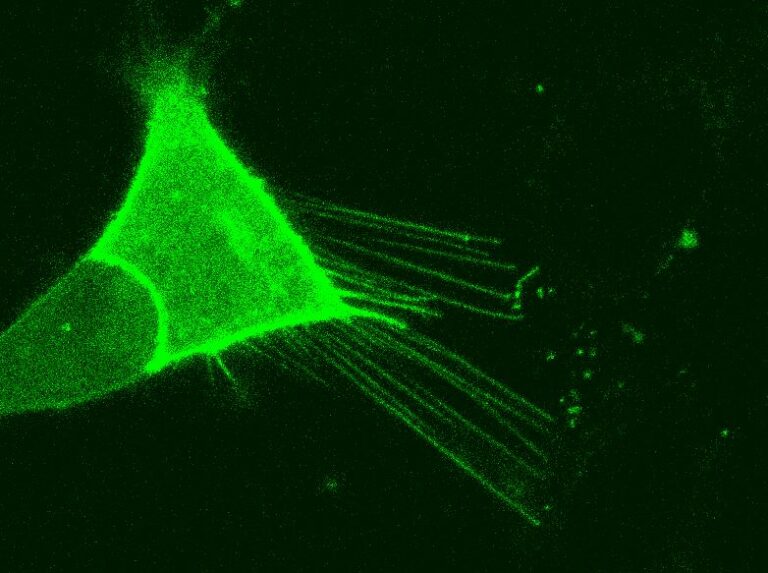 Nanotubes enable travel of Huntington’s disease protein