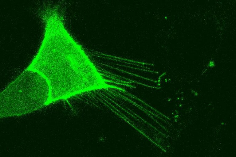 Nanotubes enable travel of Huntington’s disease protein
