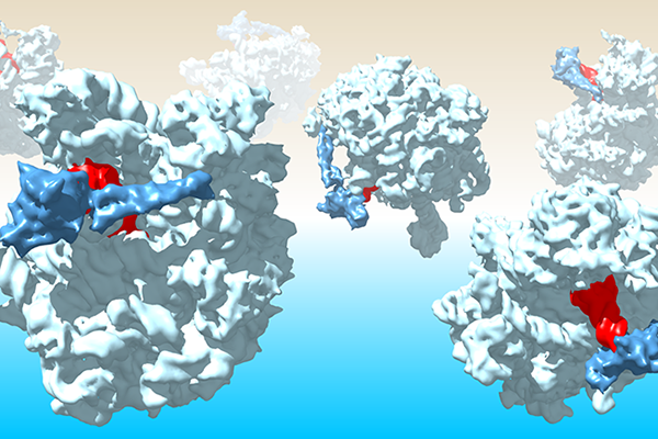Discovery of bacteria’s protein quality control agent offers insight into origins of life
