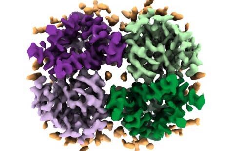 Scripps Research scientists reveal exceptional structural detail of novel protein family involved in sour taste reception and prevalent in digestive and immune systems