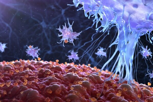 New immunotherapy insights: Killer T cells that amplify immune response to viral infections may be a key to better cancer drugs