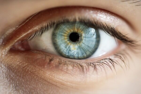 Retinal protein-transport discovery may help define new strategies for treating eye disease