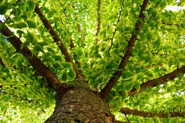 Chemists devise efficient synthesis of ginkgo tree compound that could be used as a ‘green’ insecticide