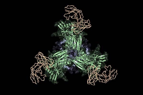 Groundbreaking HIV vaccine design strategy shows promise in proof-of-principle tests