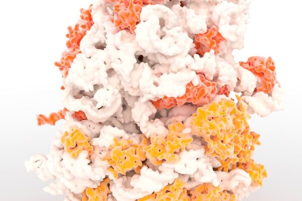 In a first for cell biology, scientists observe ribosome assembly in real time