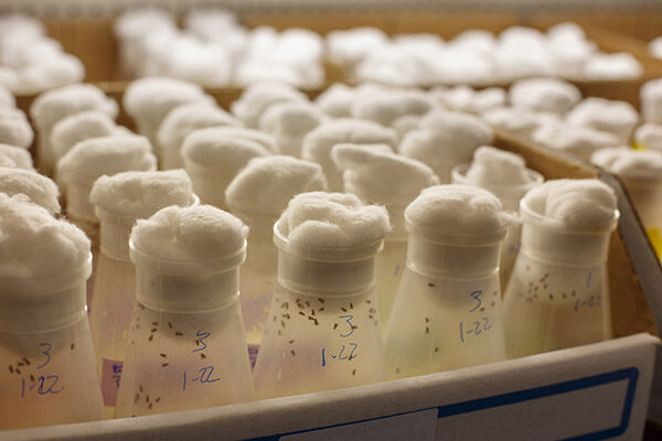 Long-term memory performance depends upon Ras gene expression, study finds
