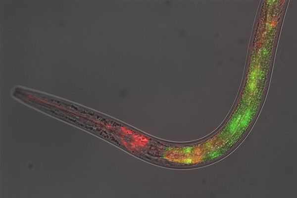 Insulin signaling suppressed by decoys, scientists find