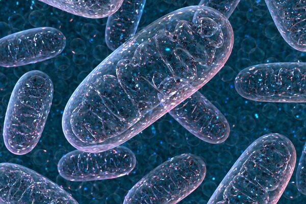 Mysterious ‘mutational freedom’ in mitochondrial molecule may have been a key adaptation in animal evolution