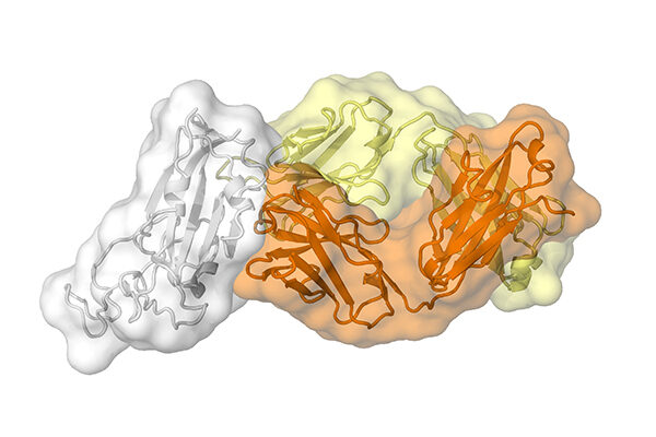 Clues to COVID-19 coronavirus’s vulnerability emerge from an antibody against SARS