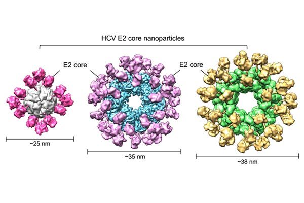 Researchers unveil promising hepatitis C vaccine design
