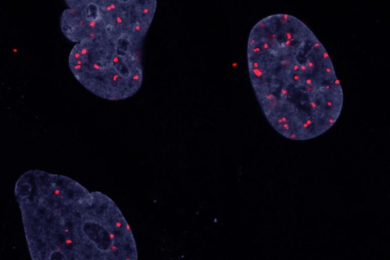 Cancer cells’ growth amid crowding reveals nuanced role for known oncogene