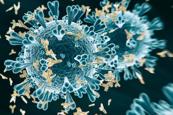 Antibodies produced in response to one type of coronavirus don’t offer protection against the other, study suggests
