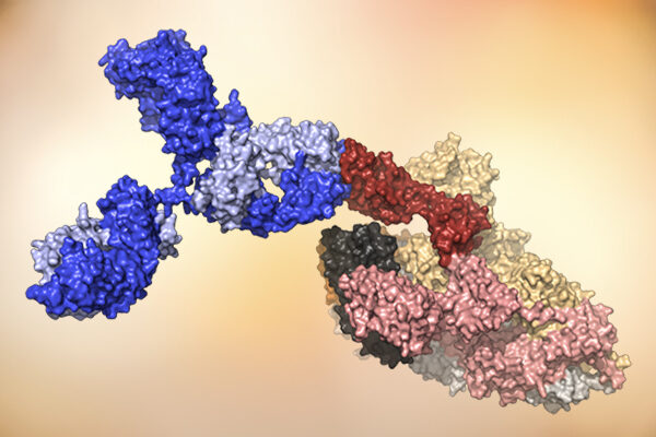 Super-potent human antibodies protect against COVID-19 in animal tests