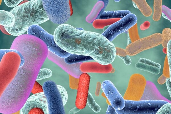 Molecules that reduce ‘bad’ gut bacteria reverse narrowing of arteries in animal study