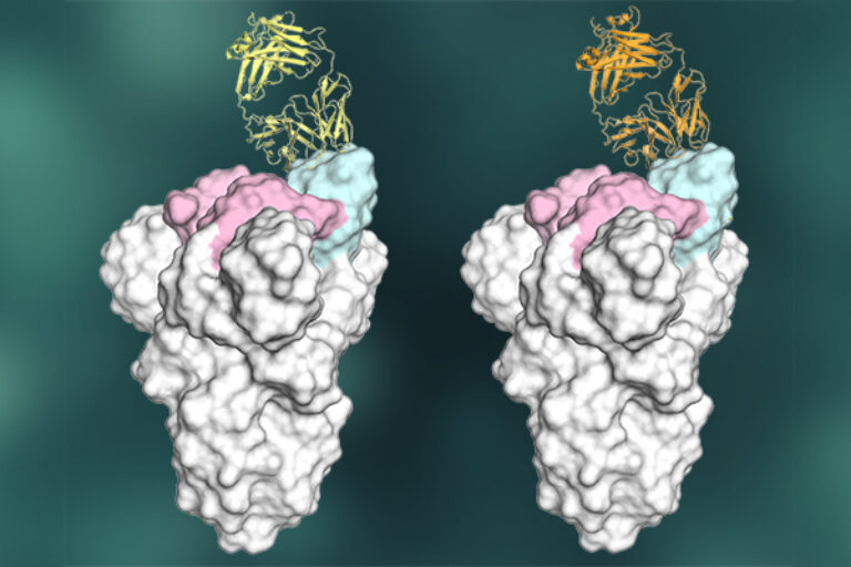 Scientists discover key element of strong antibody response to COVID-19, offering inspiration for vaccine design