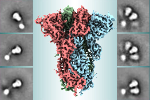 Scientists reveal structural details of spike protein used in leading COVID-19 vaccine