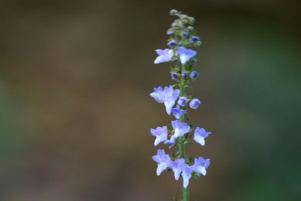 Chemists hijack bacterial enzymes to create complex molecules normally made by plants