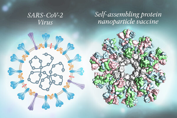 Nanoparticle vaccine for COVID-19 spurs robust immune response in preclinical tests