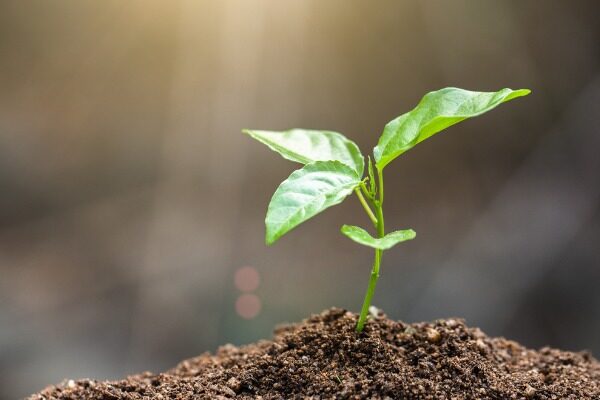 Origin-of-life chemists discover plausible ancestor of essential metabolic process used by most plants and animals