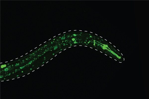 Feedback loop within intestinal cells may explain why prolonged fat-burning doesn’t diminish longevity