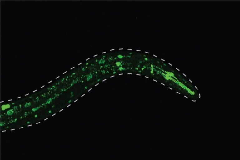 Feedback loop within intestinal cells may explain why prolonged fat-burning doesn’t diminish longevity