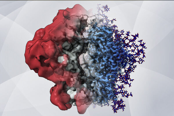 New imaging method reveals HIV’s sugary shield in unprecedented detail