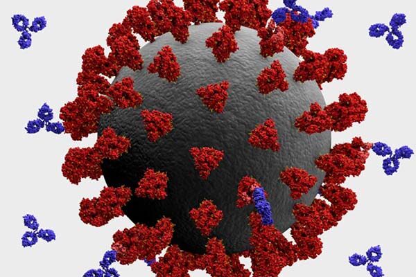 Antibodies co-invented by Scripps Research and IAVI to be developed as a potential COVID-19 therapy