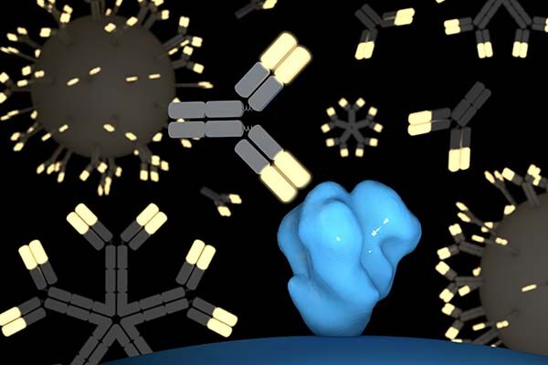 Engineered immune cells elicit broad response to HIV in mice, offering hope for vaccine or functional cure